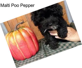 Malti Poo Pepper