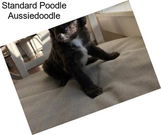 Standard Poodle Aussiedoodle