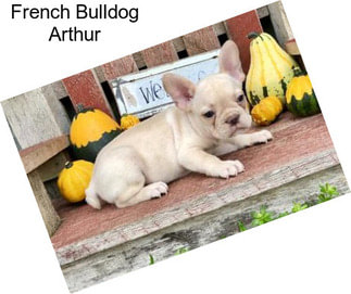 French Bulldog Arthur