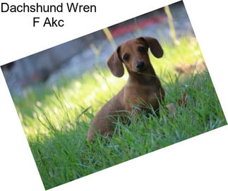 Dachshund Wren F Akc