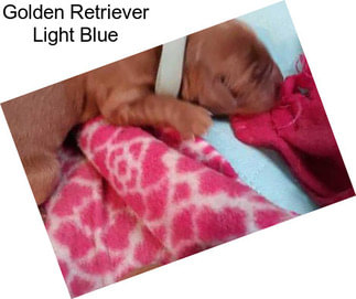 Golden Retriever Light Blue