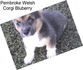 Pembroke Welsh Corgi Bluberry