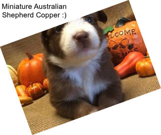 Miniature Australian Shepherd Copper :)