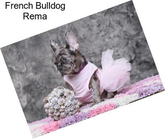 French Bulldog Rema