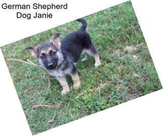 German Shepherd Dog Janie