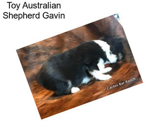Toy Australian Shepherd Gavin