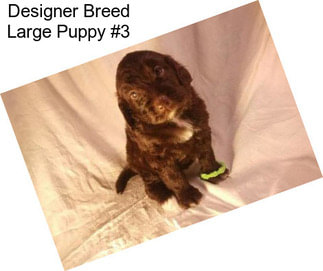 Designer Breed Large Puppy #3