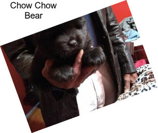 Chow Chow Bear