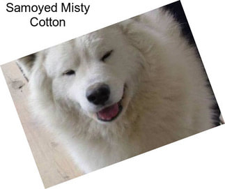 Samoyed Misty Cotton