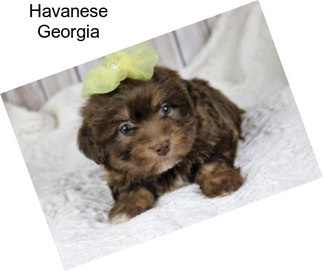 Havanese Georgia