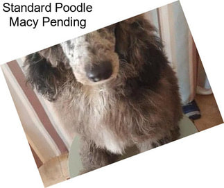 Standard Poodle Macy Pending