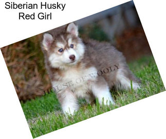 Siberian Husky Red Girl