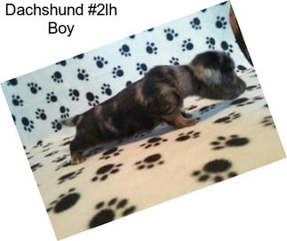 Dachshund #2lh Boy