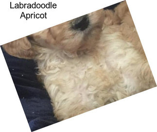 Labradoodle Apricot