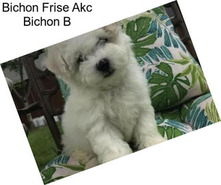 Bichon Frise Akc Bichon B