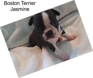 Boston Terrier Jasmine