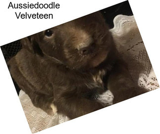 Aussiedoodle Velveteen