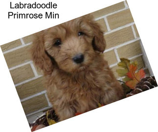 Labradoodle Primrose Min