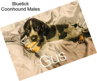 Bluetick Coonhound Males