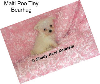 Malti Poo Tiny Bearhug