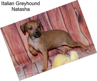 Italian Greyhound Natasha