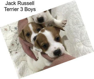 Jack Russell Terrier 3 Boys