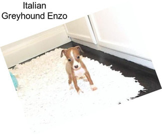 Italian Greyhound Enzo