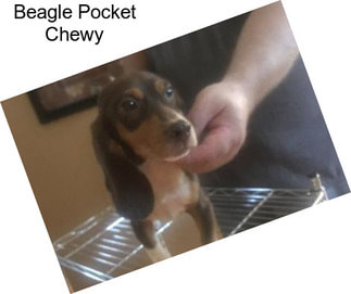 Beagle Pocket Chewy