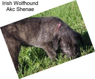 Irish Wolfhound Akc Shenae