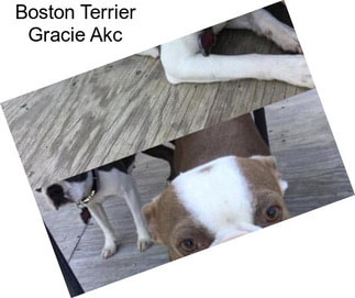 Boston Terrier Gracie Akc