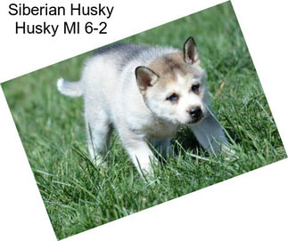 Siberian Husky Husky Ml 6-2
