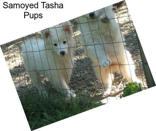 Samoyed Tasha Pups
