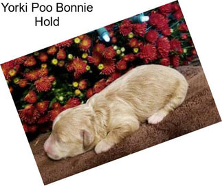 Yorki Poo Bonnie Hold