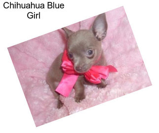 Chihuahua Blue Girl