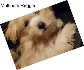 Maltipom Reggie