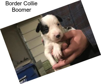 Border Collie Boomer