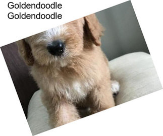 Goldendoodle Goldendoodle