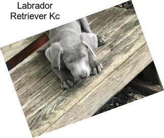 Labrador Retriever Kc