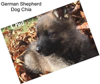 German Shepherd Dog Chia