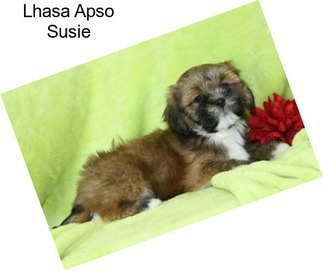 Lhasa Apso Susie