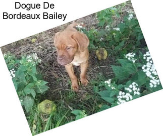 Dogue De Bordeaux Bailey