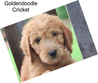 Goldendoodle Cricket