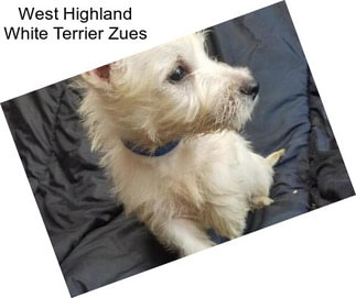 West Highland White Terrier Zues