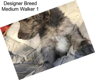 Designer Breed Medium Walker 1
