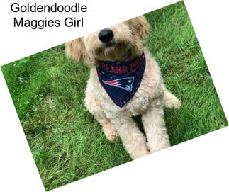 Goldendoodle Maggies Girl