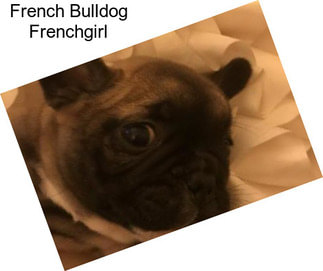French Bulldog Frenchgirl