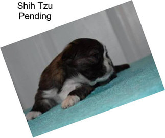 Shih Tzu Pending