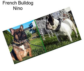 French Bulldog Nino