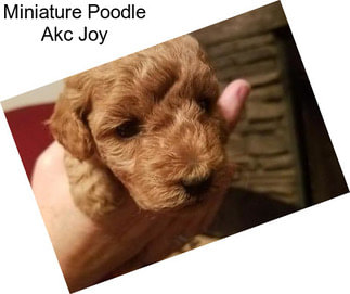 Miniature Poodle Akc Joy