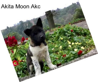 Akita Moon Akc